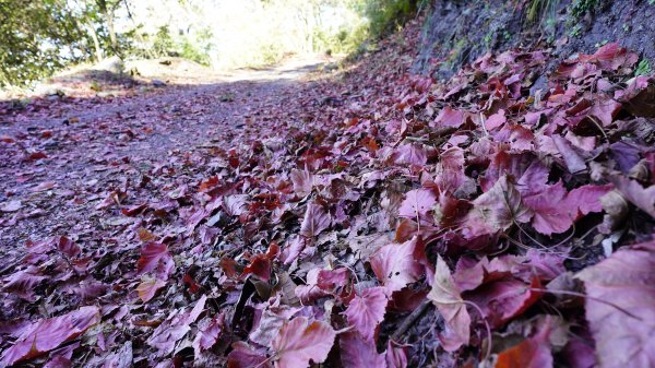 烏石坑山賞紅楓秘境