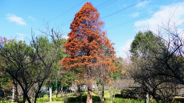 長庚養生村落羽松2682055