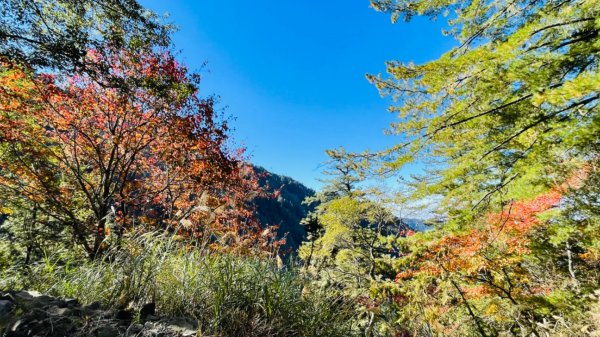 1101211大雪山230林道9.2k/雪山西稜登山口1546369