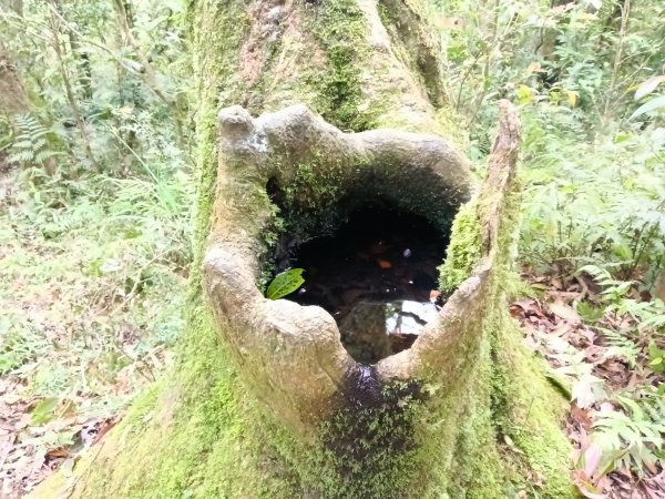 雙溪區打鐵寮山-鶯子嶺-坪溪山-烏山63號-烏山越嶺古道(坪溪山北峰)P字走3023737