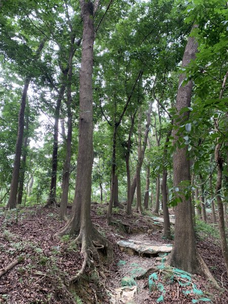 20250906台南糞箕湖山2881425