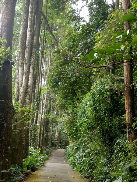 嘉義番路三寶山(半天岩紫雲寺起登)1844772