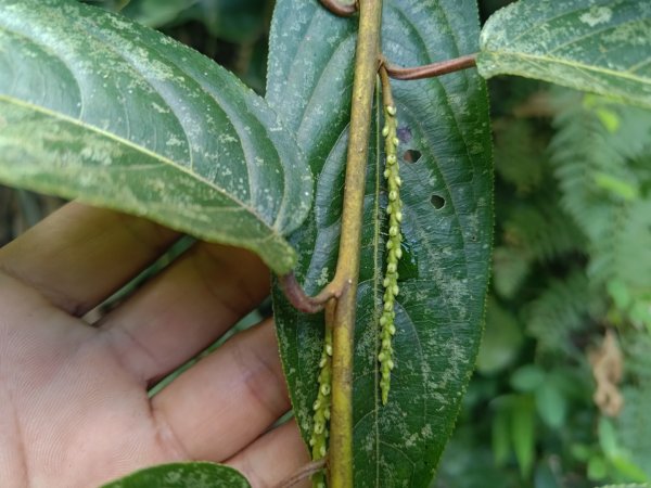 回歸自然的杜仔湖步道上雙子山2677797