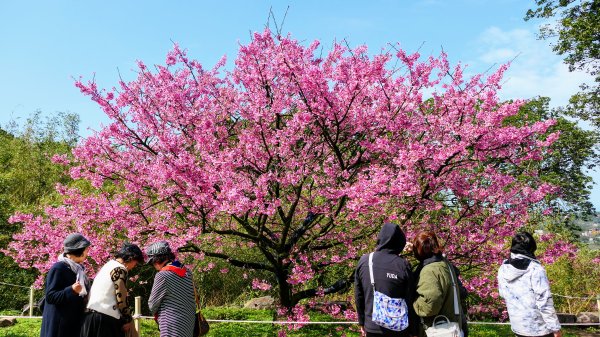 《蝶戀花·天元宮櫻吹雪》2707093