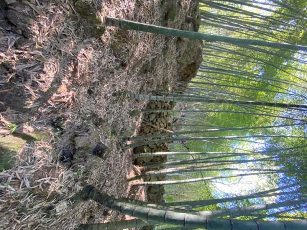 鹿谷大崙尾山、和雅挑竹古道7號、和雅挑竹古道6號O型走2425952