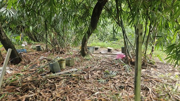 20250722三腦寮北峰-白雲里山-栳寮山(未果)-栳寮東峰2844075