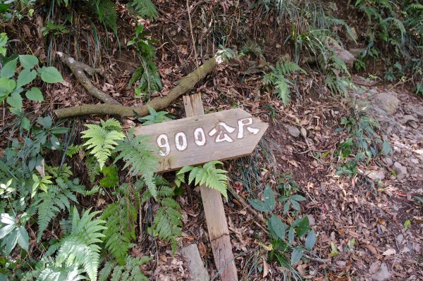 觀望山(德文山)2736172