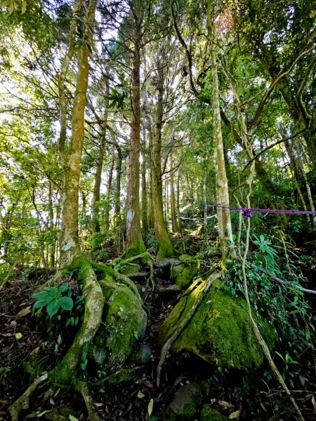 金柑樹山、忘憂森林步道-(南投)臺灣百大必訪步道2789368
