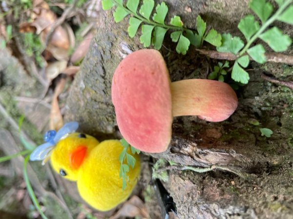 微笑山⛰️線-大棟-二格山-五分山-天上山-鳶山💎12條步道完成💙2841439