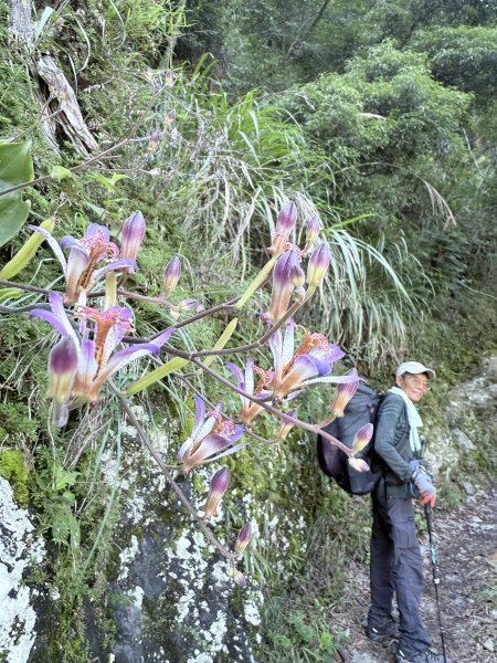 來去郡大坐龍貓公車順登對關山2822330