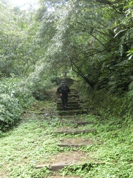 平湖森林步道．內平林山109394