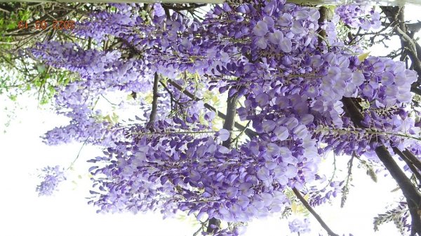 陽明山花季，追雲差強人意1646788