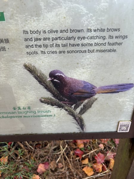 20251225塔山步道(大塔山)2970339