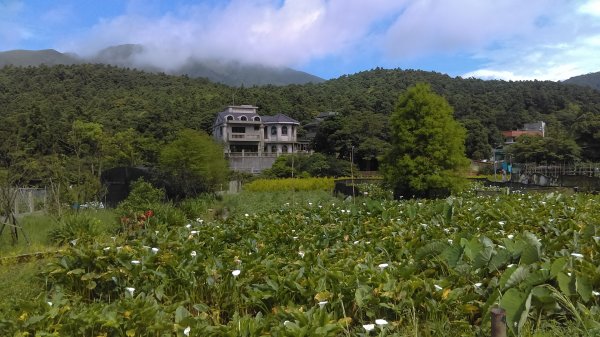 【臺北大縱走2】竹子湖與頂湖賞海芋繡球花981625