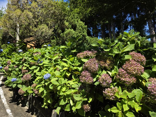 [皮皮獅探險隊-09/10] 2025_0816 野馬瞰山步道2862663