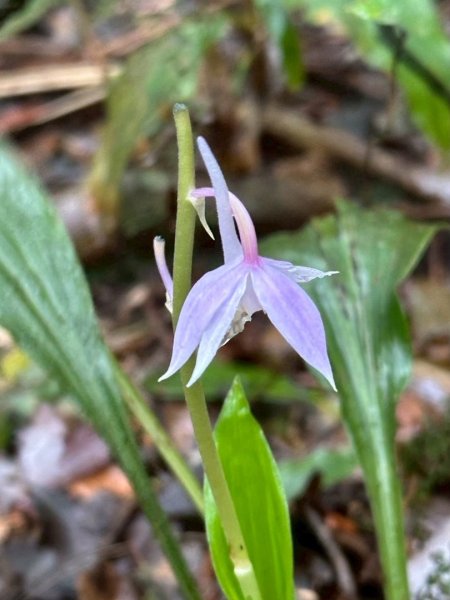 卡保石壁一葉蘭（耘夢谷上逐鹿山下O走）2809561