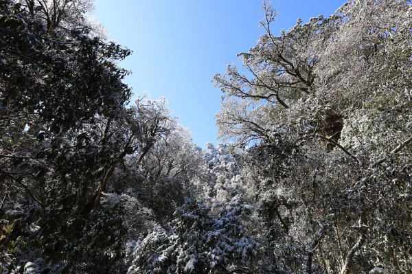 【塔曼山】雪季的糖霜白雪森林1236587