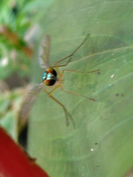九芎頭步道-雲頂步道-二延平步道-二延平山-茶霧之道2773829