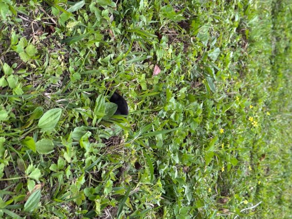 2025/04/04小百岳第022「東眼山」2753258