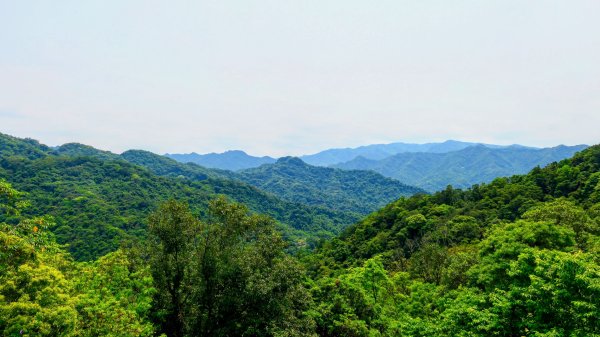 南港茶葉製造示範場3036246