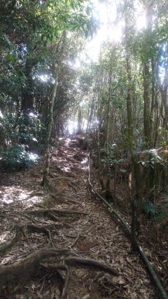 金柑樹山、金柑樹山西北峰、嶺頭山東峰、嶺頭山4山連走1606926