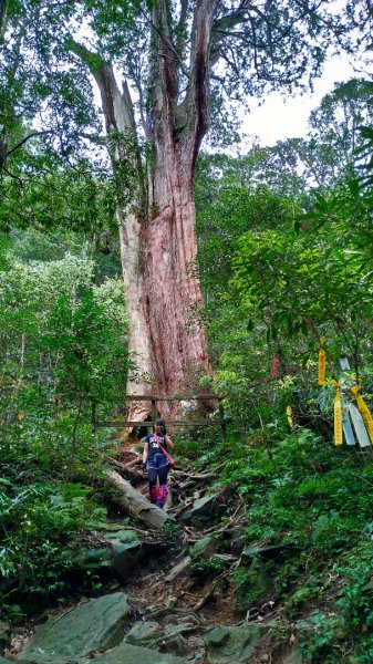 內鳥嘴山、北得拉曼長滿了【水晶蘭】895572