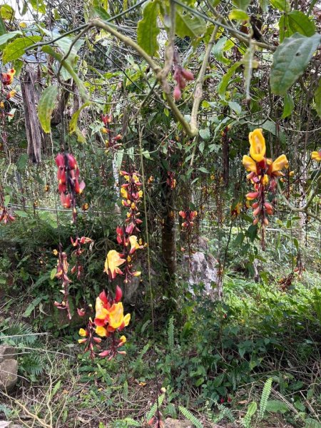 （雲林）草嶺蓬萊瀑布步道2721147