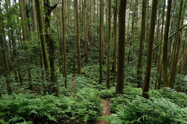 新竹 五峰 麥巴來山2303351