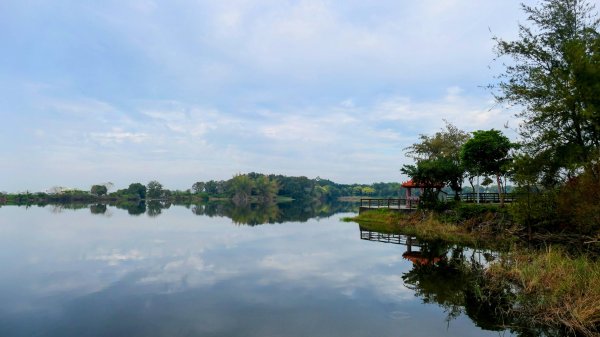 《臨江仙。黃花風鈴木》2735402