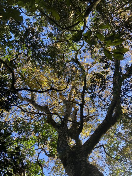 114.11.16 北得拉曼追黃金山毛櫸2937899