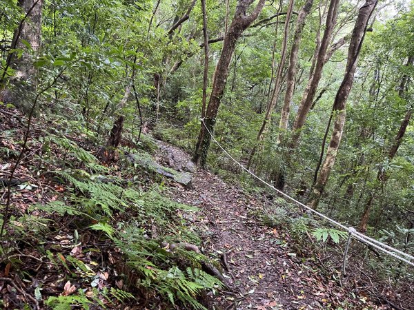 [皮皮獅探險隊-08/10] 2025_0719 李崠山步道2842975