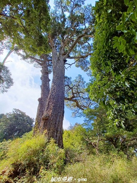 【高雄桃源】朝聖壯闊山景之南橫三星。 編號72百岳~塔關山登山步道2096654