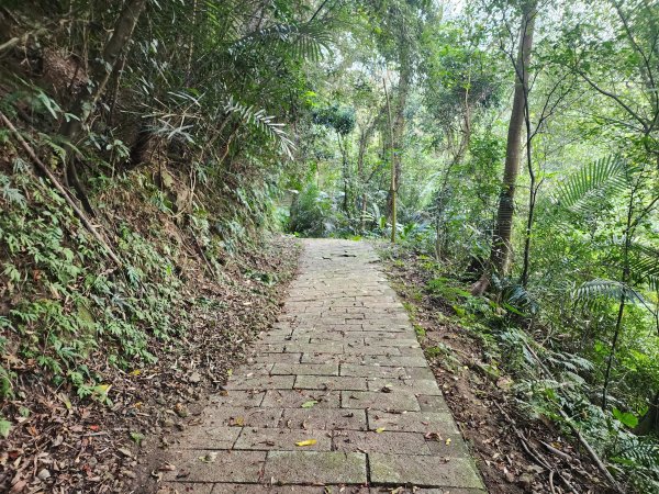 2026022面桶寮山小分林山大分林山3013050