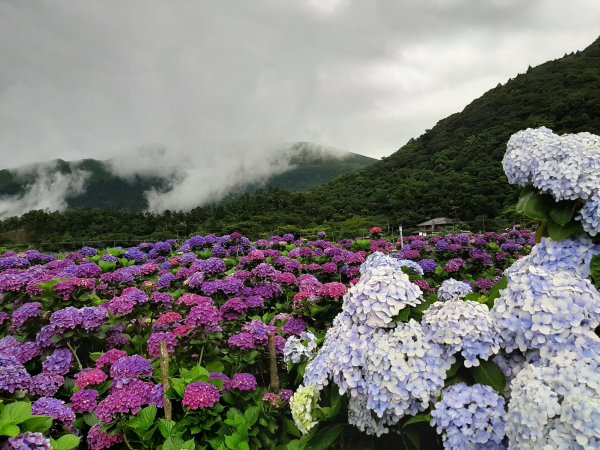 繡球花田繽紛多彩。雲霧飄緲群山間989369