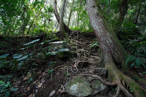 新竹 五峰 麥巴來山2303348