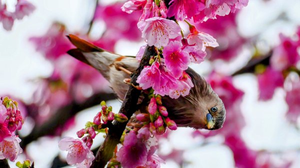 《青玉案・樂活櫻雲照水》2709187