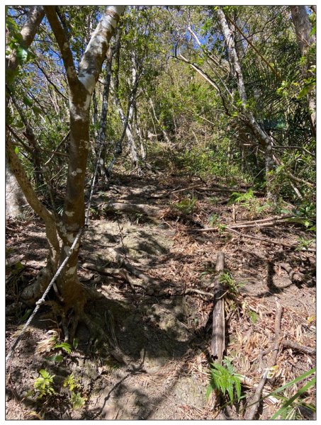 那羅山、煤源山、凌空廊道連走2684220