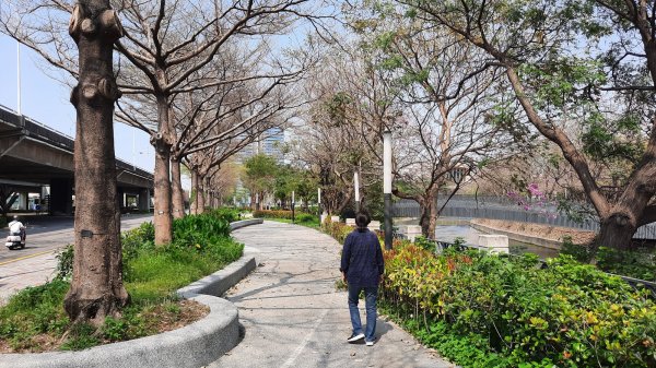 《台中》苦楝樹王｜潮洋溪惠來溪步道生態之旅202303-042124117