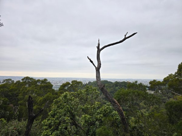 台中大坑9號／9之1／6號／7號O繞3連峰（西平山／平和山／大山母山）2709816