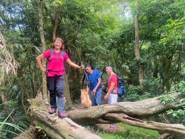 苗栗縣獅潭鄉鳴凰古道O型縱走2803676