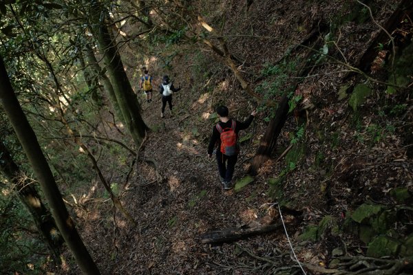 苗栗南庄鄉 二訪加里山 ‧ 2025春 哈加2753392