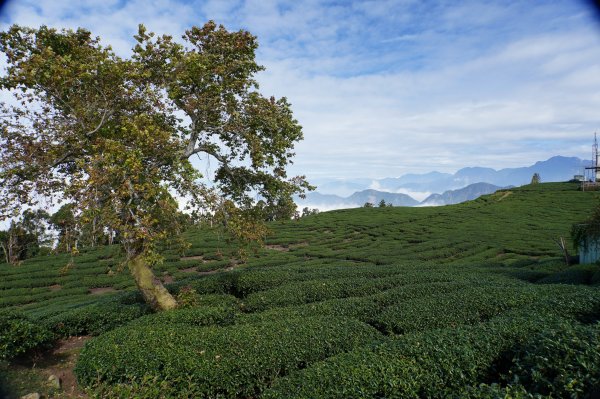 南投 鹿谷 龍鳳山、龍鳳峽山、三叉崙山、水桶寮山、內樹皮山、羊頭崙山、志騰山、竹崙山、溪頭山2962311
