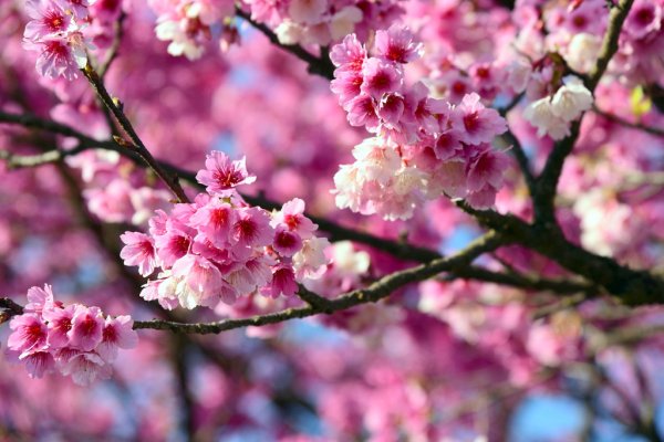 【台北士林】狗殷勤古道上平菁街42巷爆滿的櫻花和人潮