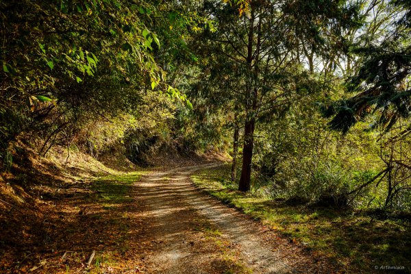 [冬訪大霸聖山岳參行]-大鹿林道東線榆金楓紅與九九山莊精選輯2974614
