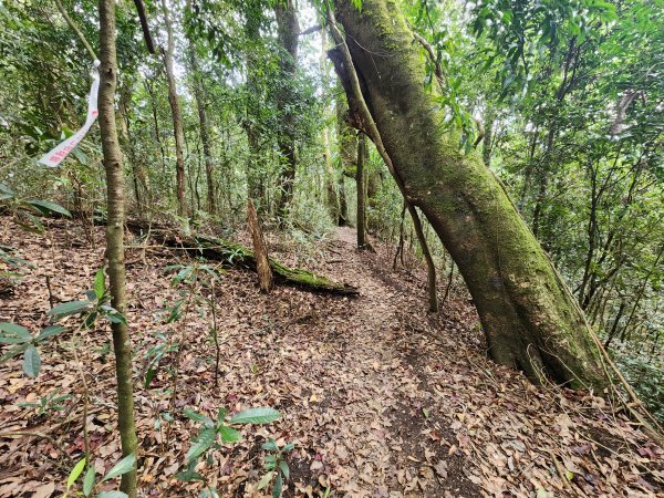 20250105鵝公髻山雲霧步道2726339