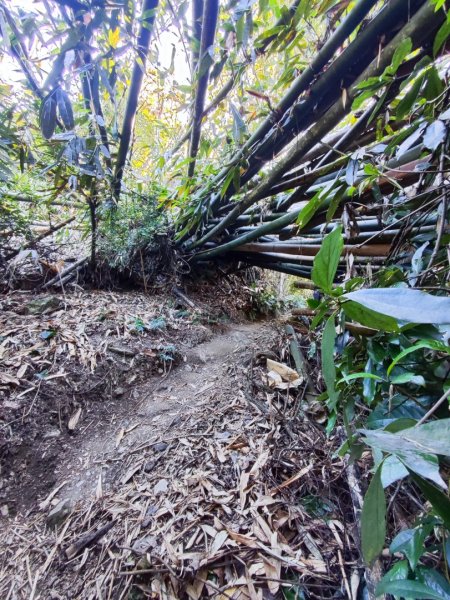 泰安鳥嘴山（上島）2689326