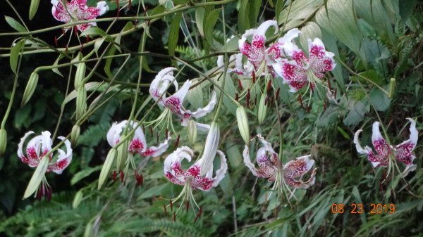 補考 - 艷紅鹿子百合656639