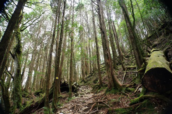 台中 和平 南松鶴山、八仙山、東松鶴山2877959