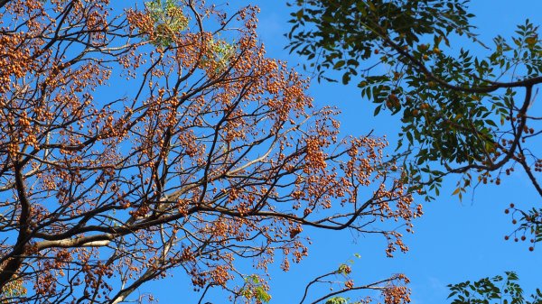 《彰化》堤岸漫步｜大肚溪棒壘場202301141995067