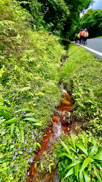 陽明山之美💙擎天崗--大油坑-挑硫古道2515249